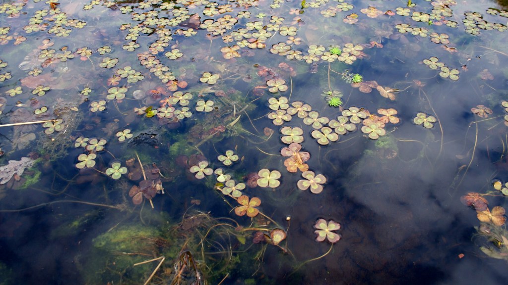 Flash Fiction Story,&nbsp;Worms